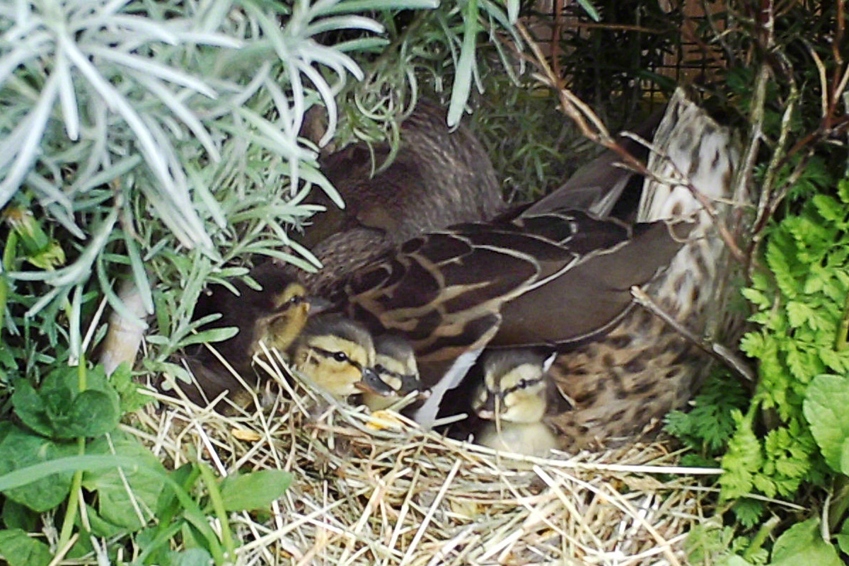 Esmeraldas Enten-Nest mit geschlüpften Küken