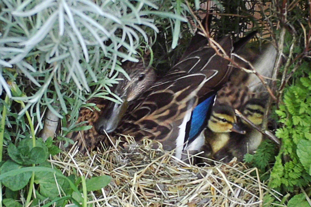 Esmeraldas Enten-Nest mit geschlüpften Küken