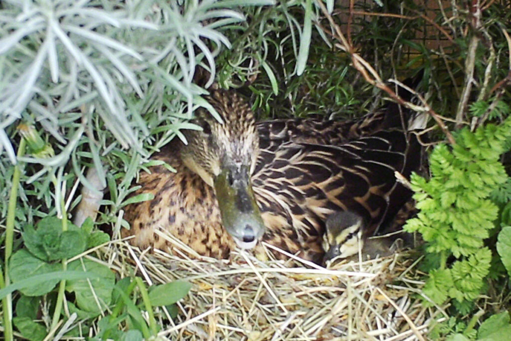 Stockente Esmeralda mit ihren Küken
