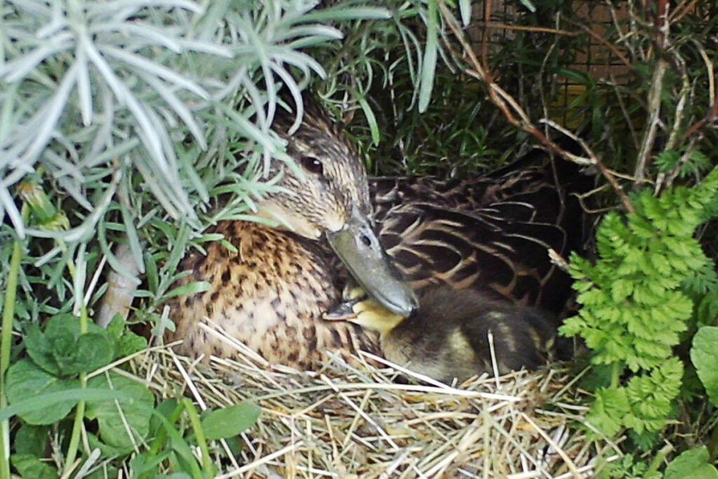 Stockente Esmeralda mit ihren Küken