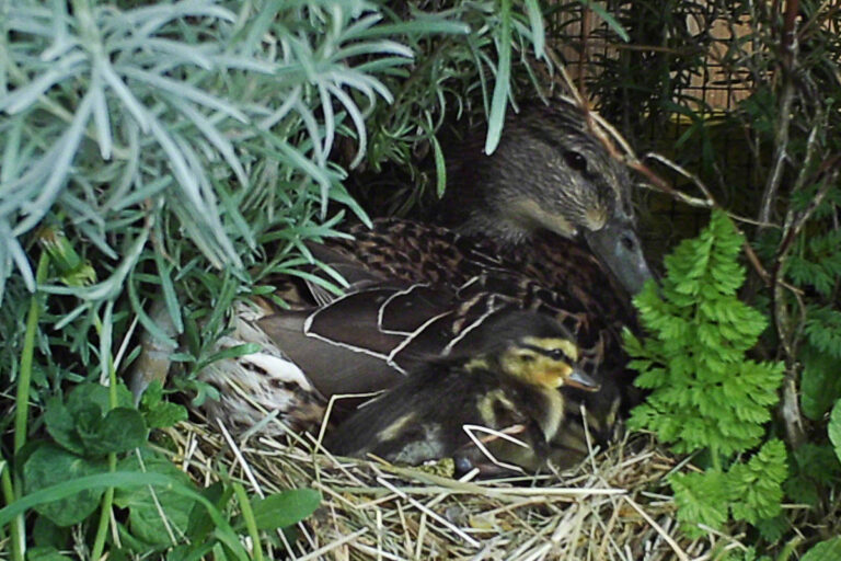 Stockente Esmeralda mit ihren Küken