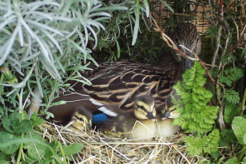 Stockente Esmeralda mit ihren Küken