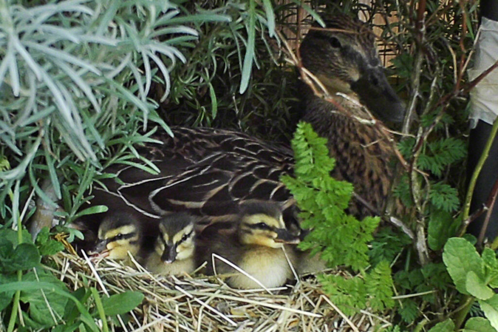 Stockente Esmeralda mit ihren Küken