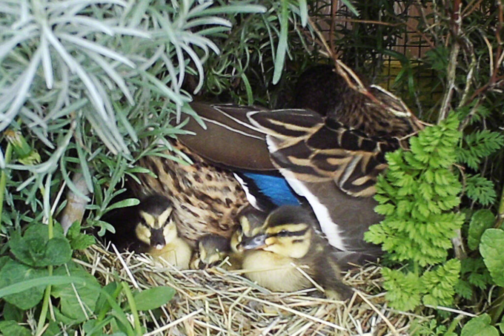 Stockente Esmeralda mit ihren Küken