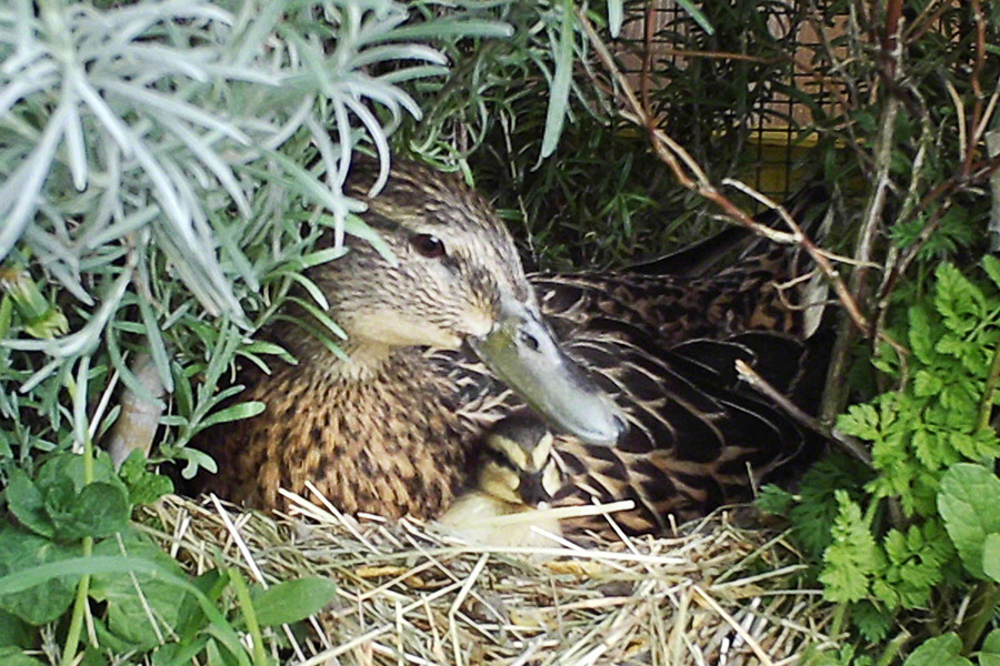 Stockente Esmeralda mit ihren Küken