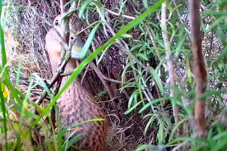 Esmeralda kommt ins Nest