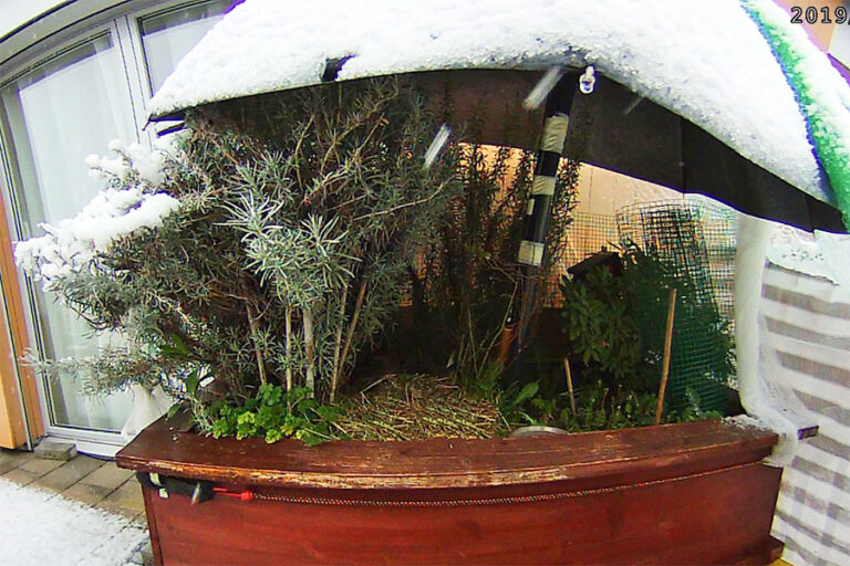 Esmeraldas nest im Schnee