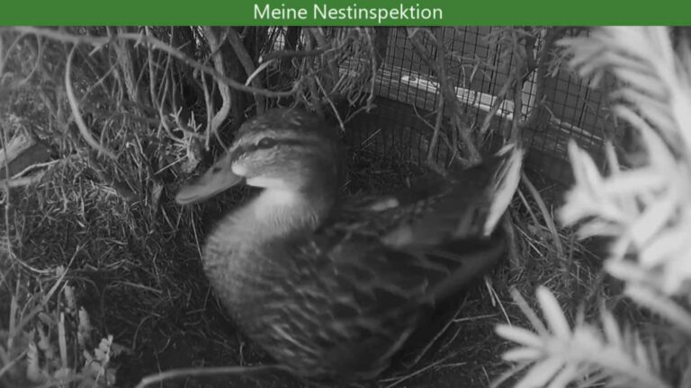 Ente Esmeralda inspiziert ihr Nest