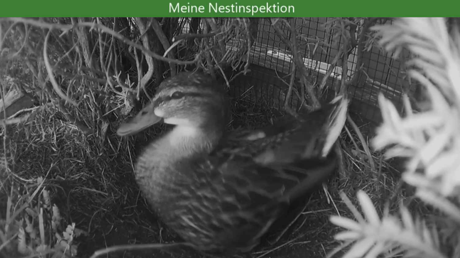 Ente Esmeralda inspiziert ihr Nest