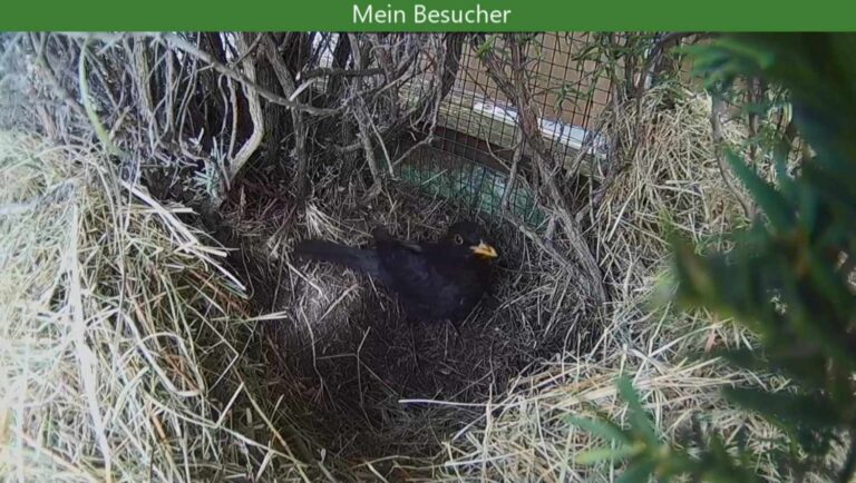 Amsel besucht Enten-Nest