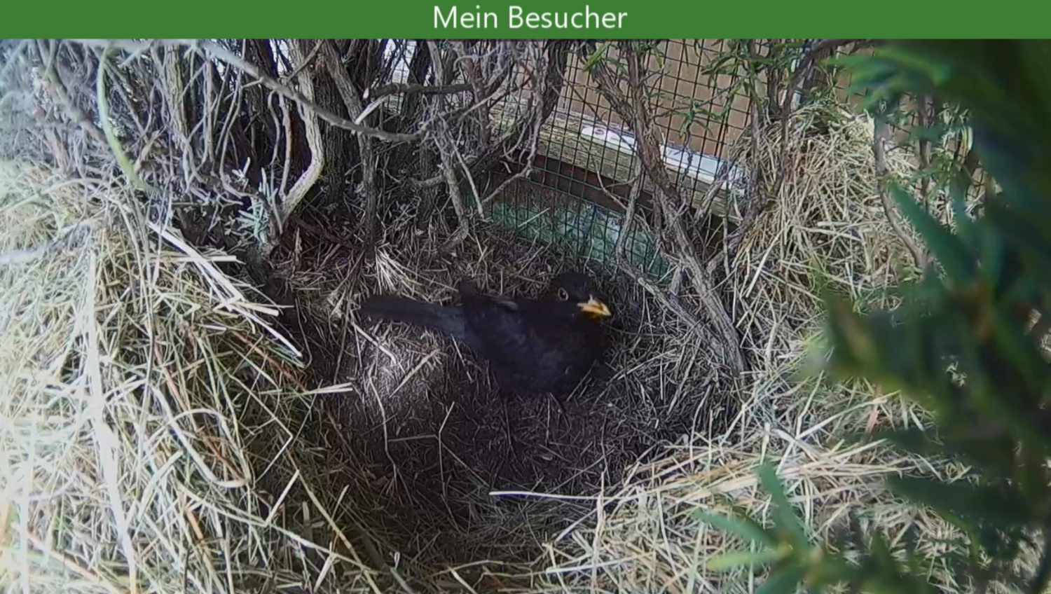 Amsel im Entennest