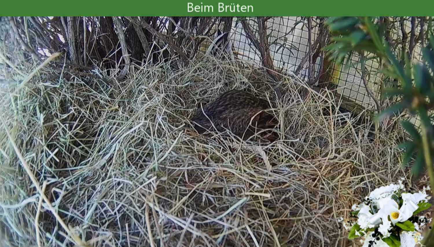 Ente Esmeralda beim Brüten