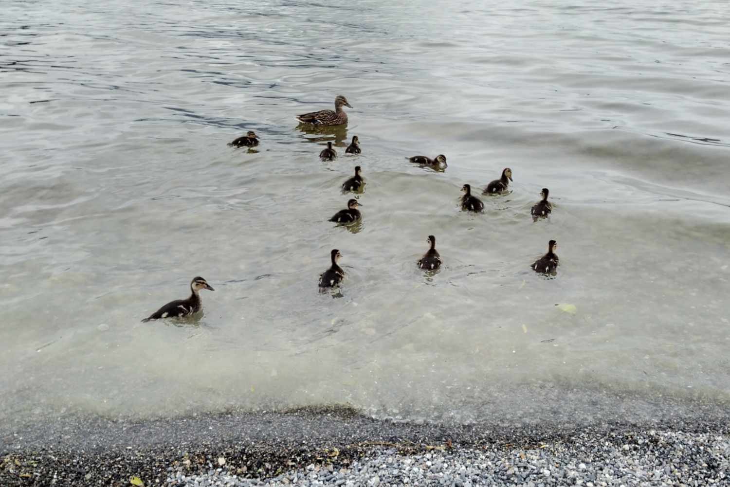 Ente Esmeralda und ihre 13 Küken auf dem See